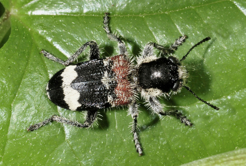 Cleridae: Clerus mutillarius